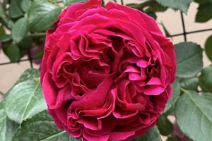 濃香型新品月季推薦